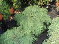 Valse Jeneverbes (Microbiota Decussata) 8 Valse Jeneverbes (Microbiota Decussata) -OL Planten Winkel microbiota decussata 60 80 c12 1