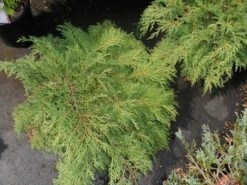 Valse Jeneverbes (Microbiota Decussata) 7 Valse Jeneverbes (Microbiota Decussata) -OL Planten Winkel microbiota decussata c5 1