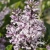 Dwergsering (Syringa Patula 'Miss Kim') -OL Planten Winkel miss kim 1