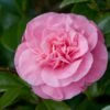 Camelia (Camellia Japonica 'Marie Bracey') -OL Planten Winkel moja01193