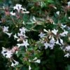 Abelia Op Rek (Abelia Grandiflora) -OL Planten Winkel moja02790 1