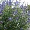 Monikkenpeper (Vitex Agnus-castus) -OL Planten Winkel moja07576