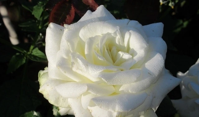 Klimroos (Rosa 'Uetersen Klosterrose') 3 Klimroos (Rosa 'Uetersen Klosterrose')