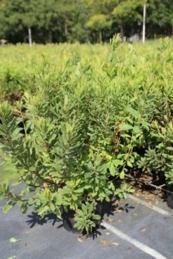 Gagel (Myrica Gale) -OL Planten Winkel myrica gale