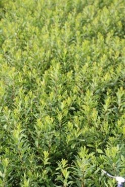 Gagel (Myrica Gale) -OL Planten Winkel myrica gale 1 1