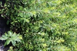 Gagel (Myrica Gale) -OL Planten Winkel myrica gale 2 1