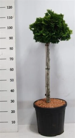 Dwergcypres Op Stam (Chamaecyparis Obtusa 'Nana Gracilis') -OL Planten Winkel nanagracilis
