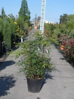 Hemelse Bamboe (Nandina Domestica) -OL Planten Winkel nandina domestica 100 125 c35 1