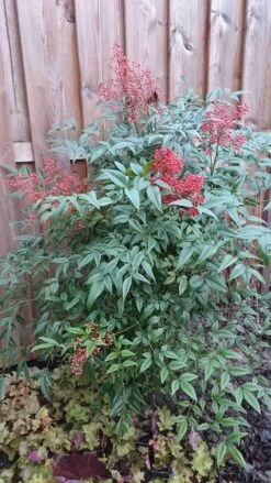 Hemelse Bamboe (Nandina Domestica) -OL Planten Winkel nandina domestica 1 1
