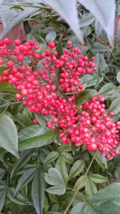 Hemelse Bamboe (Nandina Domestica) -OL Planten Winkel nandina domestica 2 1