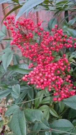 Hemelse Bamboe (Nandina Domestica) -OL Planten Winkel nandina domestica 3 1