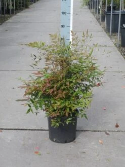 Hemelse Bamboe (Nandina Domestica) -OL Planten Winkel nandina domestica 50 60 c10 1