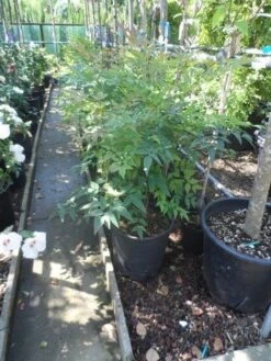 Hemelse Bamboe (Nandina Domestica) -OL Planten Winkel nandina domestica 60 80 c15 18 1