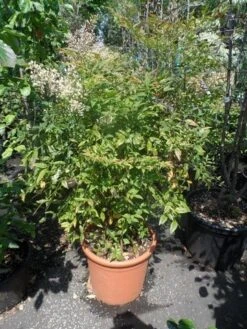 Hemelse Bamboe (Nandina Domestica) -OL Planten Winkel nandina domestica 80 100 c25 1