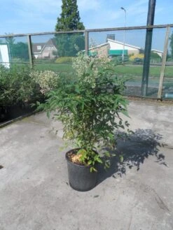 Hemelse Bamboe (Nandina Domestica) -OL Planten Winkel nandina domestica c10 1