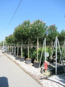 Oleander Als Boom (Nerium Oleander) -OL Planten Winkel nerium 1