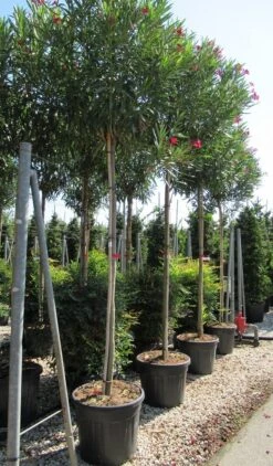 Oleander Als Boom (Nerium Oleander) -OL Planten Winkel nerium 10 12 1