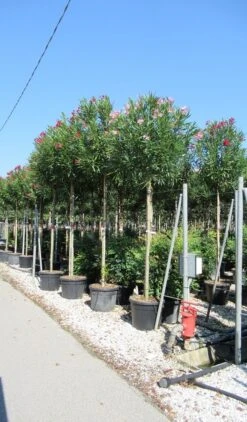 Oleander Als Boom (Nerium Oleander) -OL Planten Winkel nerium 10 12 2