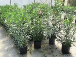 Roze Oleander (Nerium Oleander) -OL Planten Winkel nerium 60 80 1