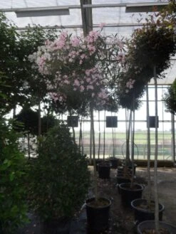 Oleander Als Boom (Nerium Oleander) -OL Planten Winkel nerium oleander 10 12 14ho c70 1