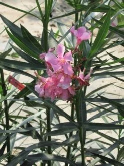 Roze Oleander (Nerium Oleander) -OL Planten Winkel nerium roze 1