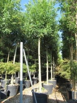 Oleander Als Boom (Nerium Oleander) -OL Planten Winkel nerium stam 1