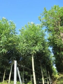 Oleander Als Boom (Nerium Oleander) -OL Planten Winkel nerium stam 2 1