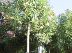 Oleander Als Boom (Nerium Oleander) -OL Planten Winkel nerium stam 3