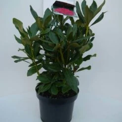 Rhododendron (Rhododendron 'Nova Zembla') -OL Planten Winkel nova zembla c5 voor 1