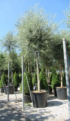 Olijfboom (Olea Europaea ) -OL Planten Winkel olea