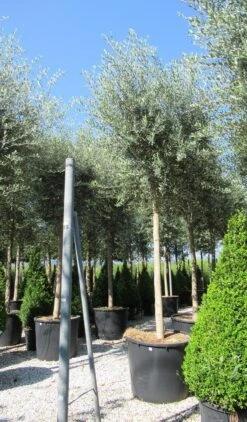 Olijfboom (Olea Europaea ) -OL Planten Winkel olea 2