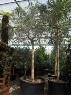 Olijfboom (Olea Europaea ) -OL Planten Winkel olea europaea 40 45ho c750