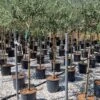 Olijf Als Halfstam (Olea Europaea 'leccino') -OL Planten Winkel olea europaea leccino halfstam 1