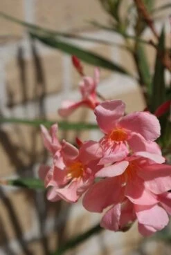 Roze Oleander (Nerium Oleander) -OL Planten Winkel oleander 5 1