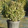 Olijfwilg Als Bol (Elaeagnus Ebbingei 'Compacta') -OL Planten Winkel olijfwilg bollen 6070cm 1 4