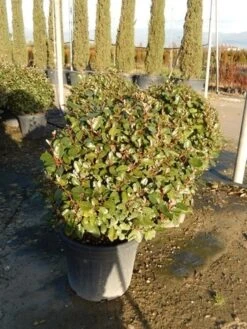 Olijfwilg Als Bol (Elaeagnus Ebbingei 'Compacta') -OL Planten Winkel olijfwilg bollen 6070cm 2 3