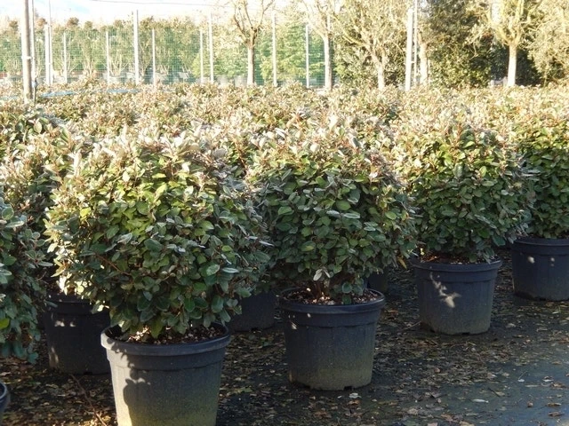 Olijfwilg Als Bol (Elaeagnus Ebbingei 'Compacta') 6 Olijfwilg Als Bol (Elaeagnus Ebbingei 'Compacta') - Afbeelding 4