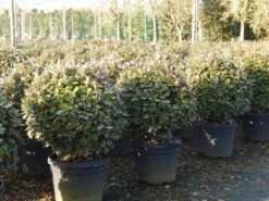 Olijfwilg Als Bol (Elaeagnus Ebbingei 'Compacta') -OL Planten Winkel olijfwilg bollen 6070cm 4 3