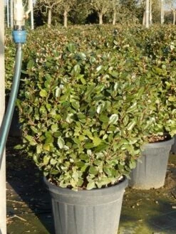 Olijfwilg Als Bol (Elaeagnus Ebbingei 'Compacta') -OL Planten Winkel olijfwilg bollen 6070cm 5 3
