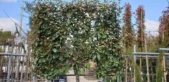 Olijfwilg Halfstam Als Leiboom (Elaeagnus Ebbingei) -OL Planten Winkel olijfwilg scherm
