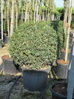 Schijnhulst In Bolvorm (Osmanthus Heterophyllus 'Goshiki') 5 Schijnhulst In Bolvorm (Osmanthus Heterophyllus 'Goshiki') -OL Planten Winkel osmanthus bol