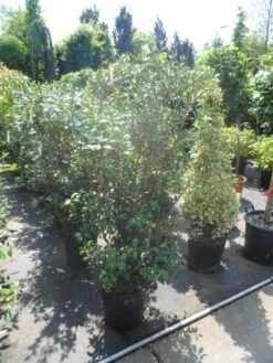 Schijnhulst (Osmanthus Heterophyllus) -OL Planten Winkel osmanthus heterophyllus 125 150 175 c25