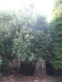 Schijnhulst (Osmanthus Heterophyllus) 12 Schijnhulst (Osmanthus Heterophyllus) -OL Planten Winkel osmanthus heterophyllus 175 200 c160 extra 1