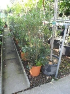 Schijnhulst (Osmanthus Heterophyllus) -OL Planten Winkel osmanthus heterophyllus c10 3