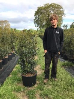 Schijnhulst (Osmanthus Heterophyllus) -OL Planten Winkel osmanthus heterophyllus h100120cm 2