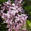 Dwerg Sering (Syringa Meyeri 'Palibin') -OL Planten Winkel palibin