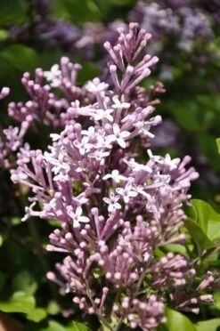 Sering Op Stam (Syringa Meyeri 'Palibin') -OL Planten Winkel palibin 1 1