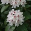 Rhododendron (Rhododendron 'Schneeauge') -OL Planten Winkel papr00234