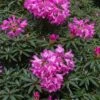 Rhododendron (Rhododendron 'Graziella') -OL Planten Winkel papr00291