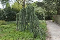 Treurceder (Cedrus Libani 'Glauca Pendula') -OL Planten Winkel papr00298